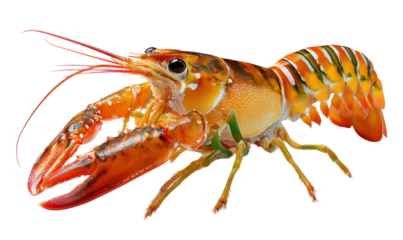 Vibrant Lobster: Captivating close-up of a brilliantly colored lobster, showcasing its intricate details and robust form.
