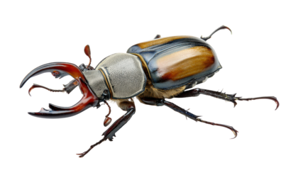 Stag Beetle’s Majesty: A macro shot highlights the magnificent detail and colors of a stag beetle, showcasing its impressive mandibles and intricate shell.