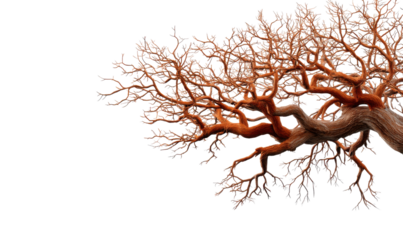 Bare Branch Embrace: A close-up showcases the stark beauty of a tree's intricate branches, their contours and textures against a subdued background.