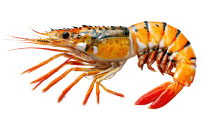 Exquisite Shrimp: A close-up captures the intricate details of a vibrant shrimp, showcasing its delicate features and appetizing appeal.