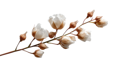 Botanical Elegance: A delicate branch of white blossoms and unopened buds showcases nature's quiet artistry, evoking a sense of purity and serenity.