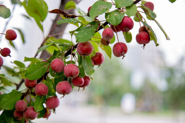 Obraz premium Fresh Crabapple Fruit With Dew Drops Closeup