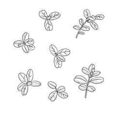 vector drawing leaves and plants, lingonberry, vintage style elements isolated at white background, hand drawn illustration