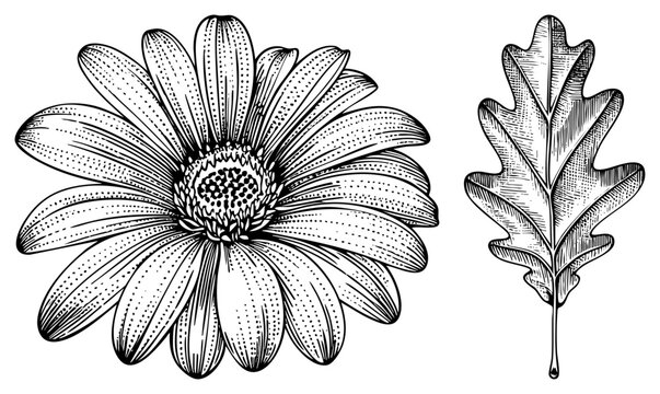 Detailed Art of Gerbera Daisy and Oak Leaf with Dot Shading Technique