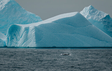 Antarctica Family of Orcas. Incredible Wildlife with Huge Icebergs Killer Whale Dolphin Black and White with Fin Jumps Out Blow Hole Habitat