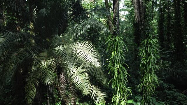 A lush tropical rainforest with towering palm trees and dangling ferns illuminated by natural sunlight. The dense green jungle vegetation creates a fresh and wild atmosphere ideal for enjoying nature.