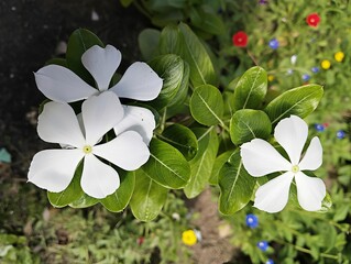 white flowers in the garden