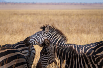 Fototapeta premium Plains zebra or Equus quagga, black and white stripes in foreground of savannah landscape