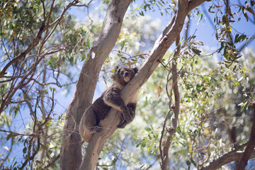 Outdoor view of an adult koala (Phascolarctos cinereus)  in a eucalypt tree.