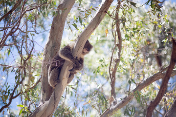 Outdoor view of an adult koala (Phascolarctos cinereus)  in a eucalypt tree.