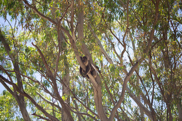 Outdoor view of an adult koala (Phascolarctos cinereus)  in a eucalypt tree.