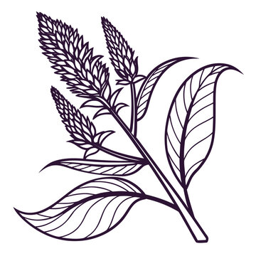Celosia Flower Spikes with Lance-Shaped Veined Leaves Line Drawing Illustration