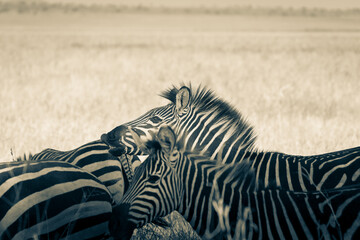 Fototapeta premium Plains zebra or Equus quagga, black and white stripes in foreground of savannah landscape