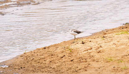 Swamp life Common Greenshank (Tringa nebularia) wading in wetland in Tarangire National Park