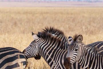 Fototapeta premium Plains zebra or Equus quagga, black and white stripes in foreground of savannah landscape