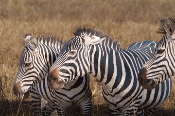Fototapeta premium Plains zebra or Equus quagga, black and white stripes in foreground of savannah landscape