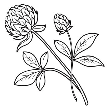 gomphrena flower line art vector