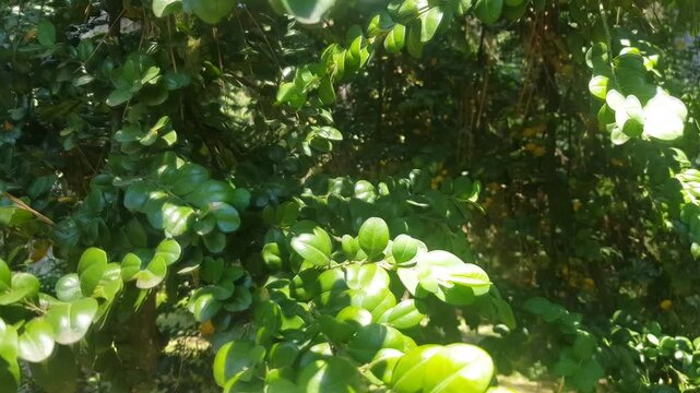 White flowers of mock orange in dense greenery top view a gentle wind moves leaves and petals natural summer scene ideal for backgrounds branding eco design and b roll