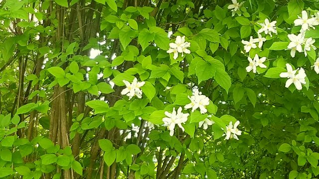 White mock orange blossoms in dense greenery top view gentle wind moves leaves and petals natural summer scene perfect for backgrounds branding eco design and b roll