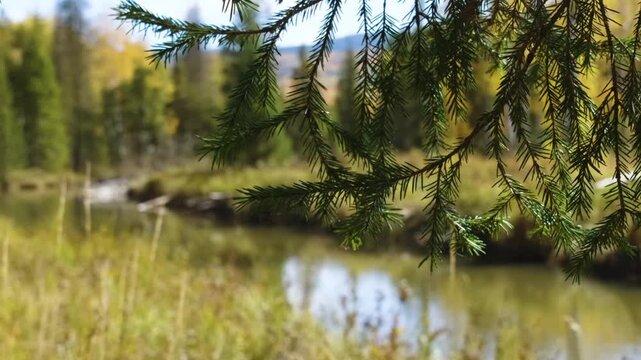 A close-up shot of a green spruce branch against a blurred background of a tranquil river and colorful autumn forest in the Southern Urals region of Russia. The scene captures the beauty of nature, fa
