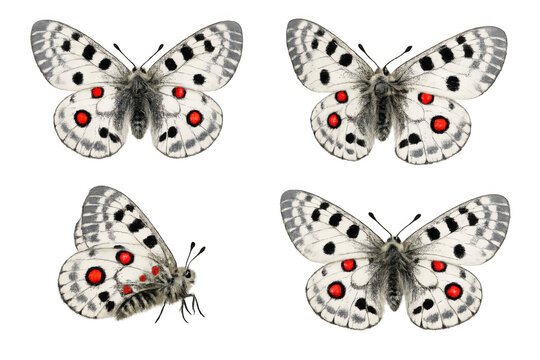 Apollo butterfly parnassius apollo collection isolated on transparent background, showing white wings and red spots