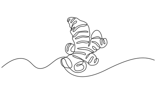 Animated self drawing of one continuous line draw healthy organic ginger for farm logo identity. Full length single line animation, Animated self drawing of Ginger vector illustration. One line drawn.