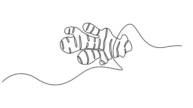 Animated self drawing of one continuous line draw healthy organic ginger for farm logo identity. Full length single line animation, Animated self drawing of Ginger vector illustration. One line drawn.