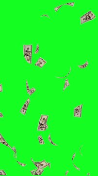 banknotes of 100 dollar slowly falling down on green screen. 4k video animation.