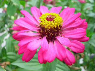 A vibrant pink Zinnia elegans flower with a bright yellow center, captured in a close-up shot against a soft green garden background. 
