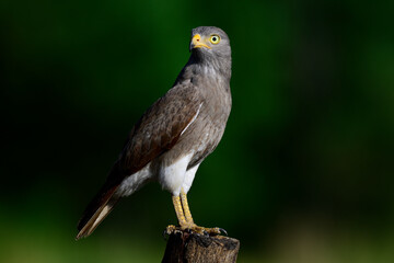 Rufous-winged buzzard, Butastur liventer, beautiful bird of prey perching on timber looking for its target food