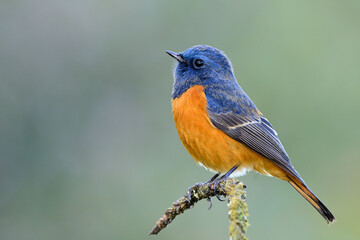 Blue-fronted redstart, beautiful blue head to back and orange belly to tail bird, Phoenicurus frontalis, perching on tiny mossy stick expose over soft background