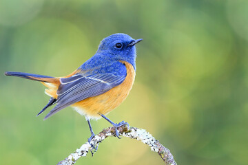 most happy blue and orange bird bobbing its tail while perching on top branch, Male Blue-fronted redstart, Phoenicurus frontalis