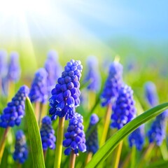 Blue grape hyacinths bloom in sunlight against a blurred field and sky, signaling springtime