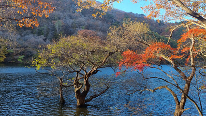 한국에 있는 아름다운 주산지의 가을 풍경