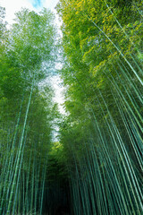 Vertical shot of empty Arashiyama Bamboo Grove: Towering green forest path for mobile wallpaper - Kyoto, Japan.