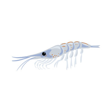 vector drawing Antarctic krill isolated at white background, hand drawn illustration