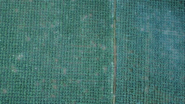 Green Cauliflower Field Growing in Rural Farmland
