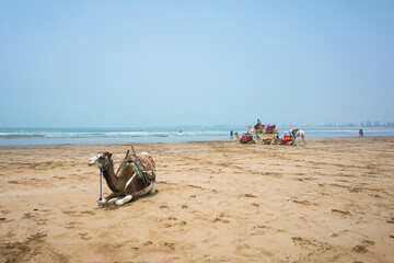 A single camel resting on the beach in Essaouira, Morocco, with a hazy sky above. In the distance, a group of camels is visible near the shoreline of the Atlantic coast