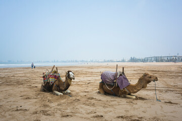 Two camels resting on the sandy beach of Essaouira, Morocco, under a hazy sky. They are used for tourist rides along the Atlantic coast, with traditional saddles and ropes