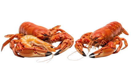 Cooked Red Crayfish and Shrimp Seafood Assortment isolated PNG with Transparent Background