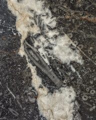 Polished limestone surface with embedded crinoid stem fossils and marine invertebrate imprints from ancient sea life