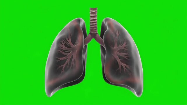 Detailed 3D illustration of human lungs with trachea and bronchi on a bright green background, showcasing internal anatomy.