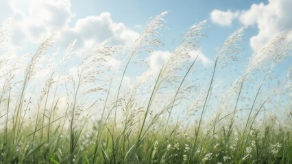 Fluffy grass field under a partly cloudy sky