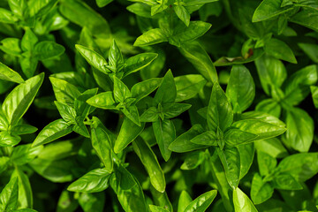 Leafy green basil plants growing in garden