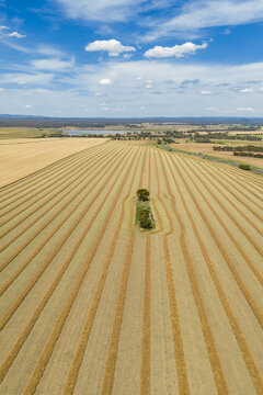 Aerial view of a single tree in a field of harvest lines mowing towards a distant horizon