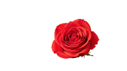 Fototapeta premium Vibrant Red Rose Blossom with Lush Petals isolated PNG with Transparent Background