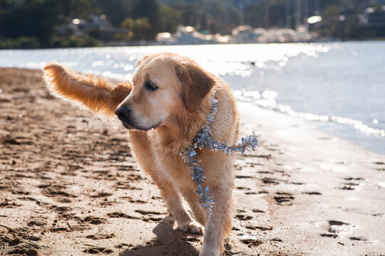 dog wearing tinsel during Christmas season, on the beach in Australia
