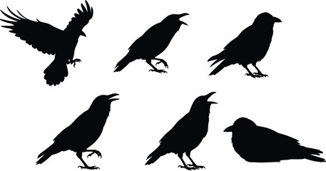 Obraz premium Crow and raven silhouettes in flight and perched, black bird illustration, wildlife design, animal behavior study, gothic art, dark nature concept