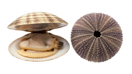 Fresh Manila Clam and Dried Sea Urchin Shell isolated PNG with Transparent Background
