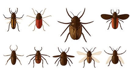 Collection of various beetle illustrations on a white background from a top-down viewpoint